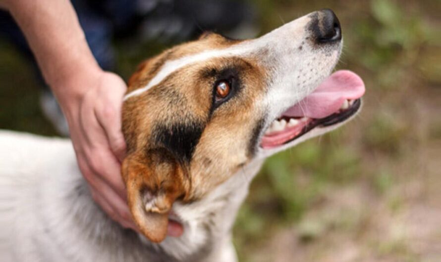 Unidos por la atención médica de los animales de Brasil: La campaña de los vecinos para la construcción de una clínica veterinaria estatal