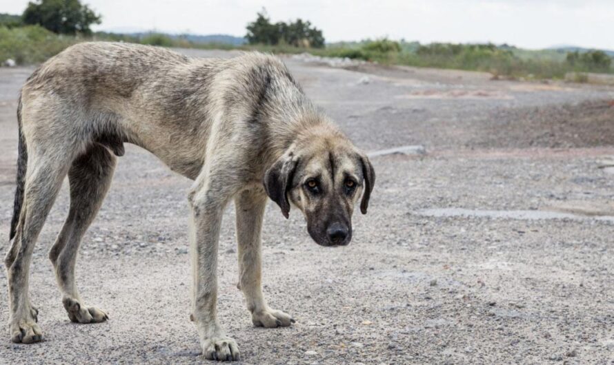 Unidos por los derechos de los animales: Estado de México, ¡haz que la Ley de Protección Animal sea cumplida!