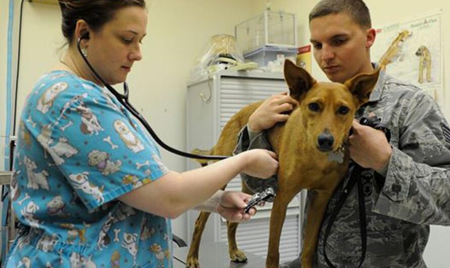 Unidos por los ‘Sin Voz’: Una Campaña para Salvar a los Animales Indefensos en Argentina