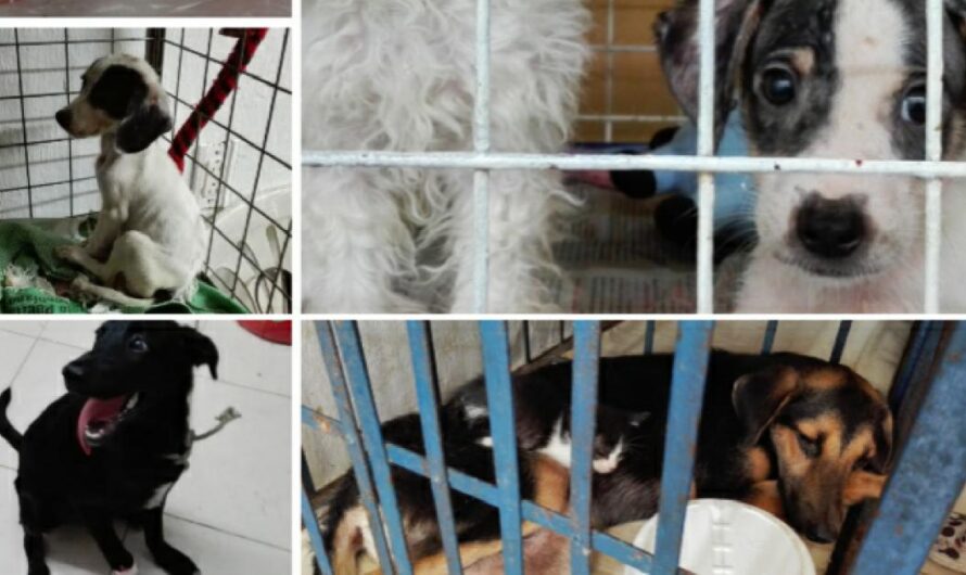 «Unidos por un Hospital Veterinario Público en Bucaramanga: Mejorando la Calidad de Vida de los Animales».