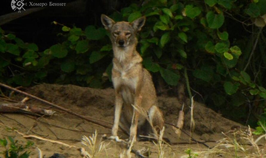 Uniéndonos para Salvar la Manada de Coyotes de Coatzacoalcos, Veracruz