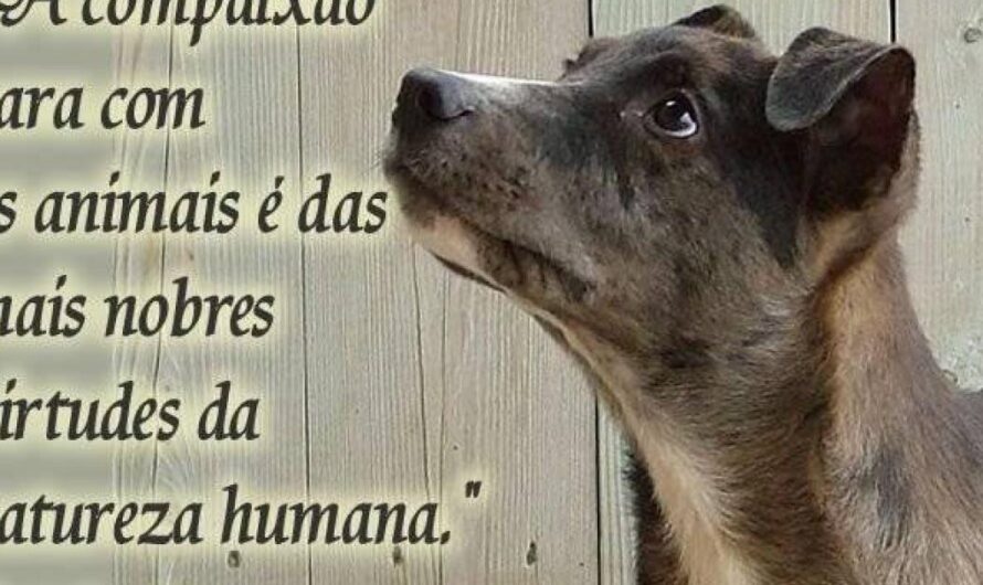 Uniéndonos por la vida de los animales callejeros: El municipio de Brasil respalda la campaña de recaudación de fondos