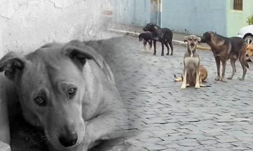 Uniéndose para Construir un Refugio para los Animales Abandonados de Sao Francisco do Sul SC