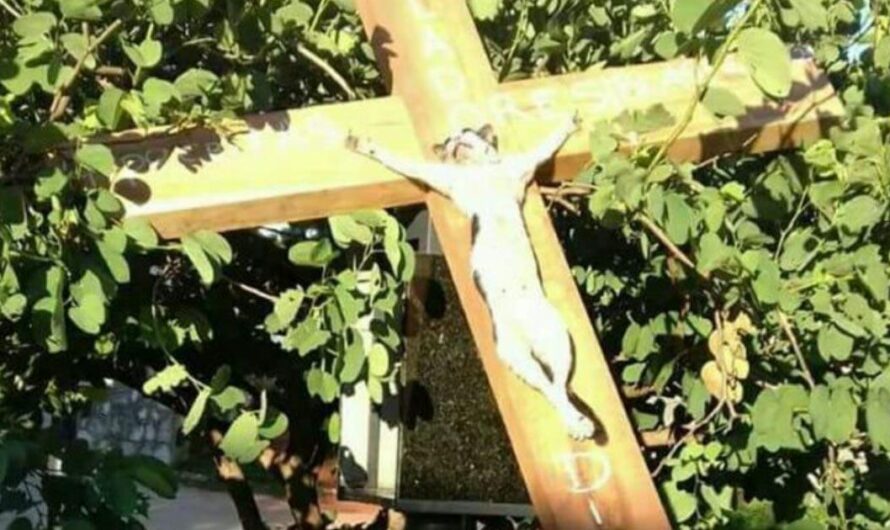 ¡Basta de crueldad animal en Paraguay: justicia por el gatito crucificado en la Iglesia de Ñemby!