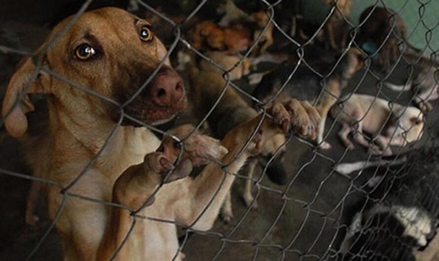 ¡Basta de maltrato animal en Argentina!