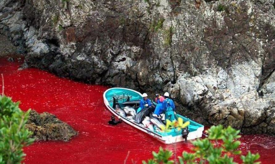 «Ecuador se une a la batalla global contra la matanza de delfines en Taiji, Japón: una práctica cruel denunciada por activistas ecologistas como una ‘muerte lenta y asfixiante'».