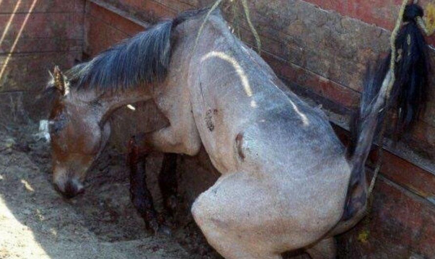 El mercado del Puente de San Bernabé, una pesadilla para los animales en Almoloya de Juárez, México