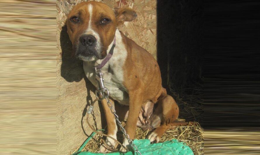 ¡Es hora de acabar con el maltrato animal en México!