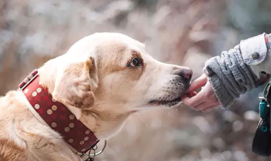 España busca fortalecer la protección animal y aumentar las sanciones a los responsables de maltrato