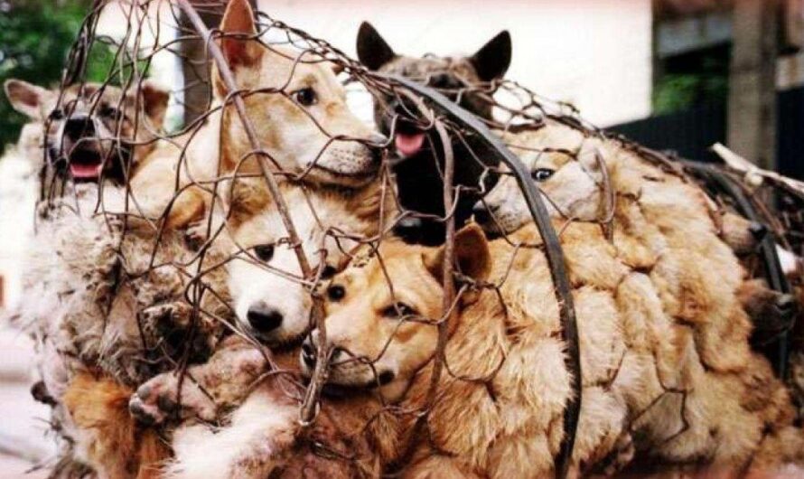 España se une al llamado global para poner fin al Yulin Festival y erradicar la crueldad hacia los animales