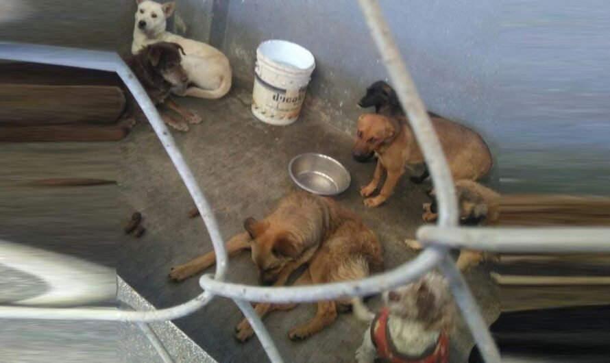 «¡Exigimos una mejor calidad de vida para los animales en México! Firma y comparte para erradicar la crueldad hacia ellos.