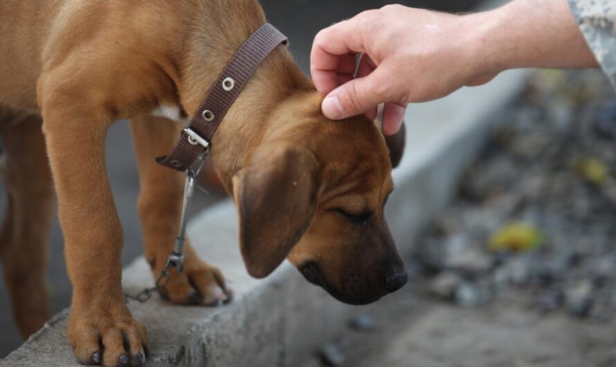 Exijamos Justicia para los Animales: Proponemos 10 Años de Cárcel para los Abusadores