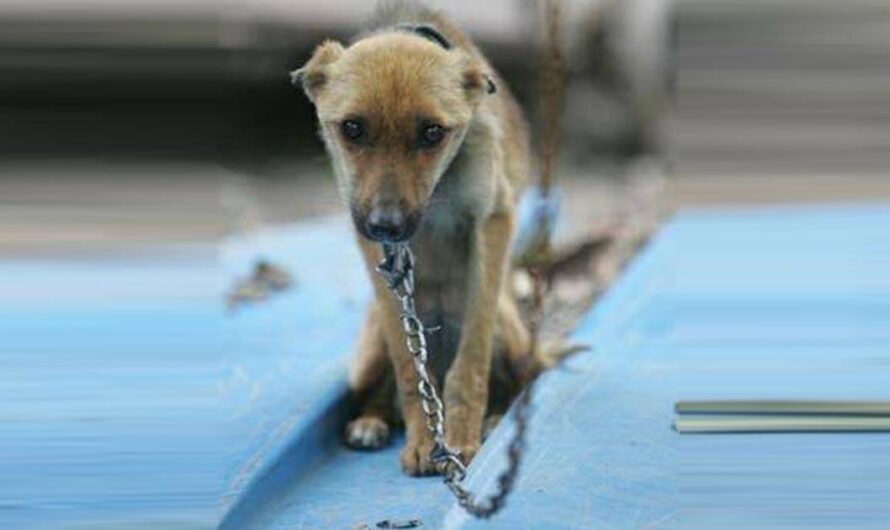 Fin al maltrato animal: el gobierno de Suazilandia prohíbe el uso de cadenas para los perros