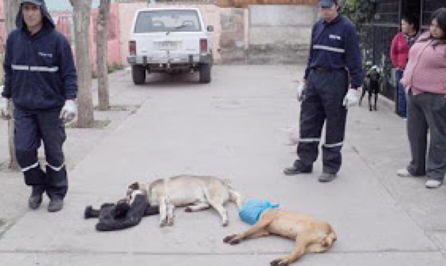 Juntos podemos hacer de Argentina un lugar más amable y justo para nuestros amigos de cuatro patas.