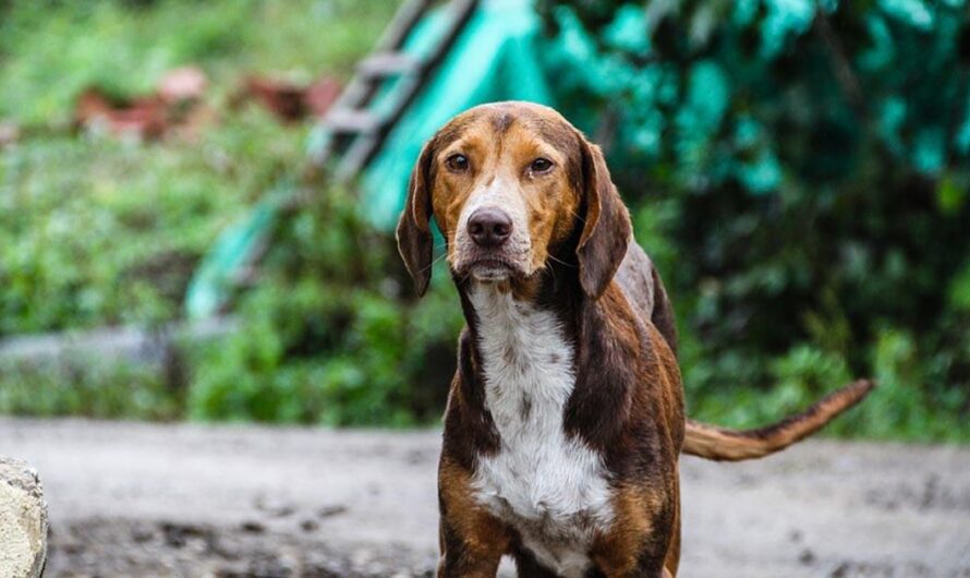 Ley de Protección Animal en Argentina: Un Futuro sin Maltrato