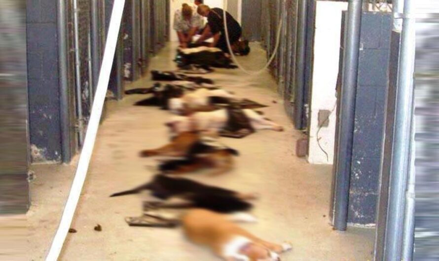 México: ¡Basta de Centros Antirrábicos! Los animales merecen vivir en albergues dignos.