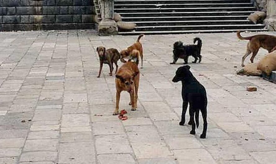 México: ¡No permitamos que la crueldad siga reinando en nuestras calles! Salvemos a los perritos callejeros y demos un ejemplo de amor y compasión al mundo.