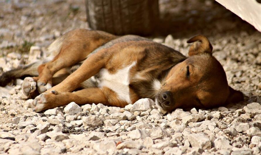 No más abandono de animales: exigimos al Estado y al Municipio que asuman sus responsabilidades