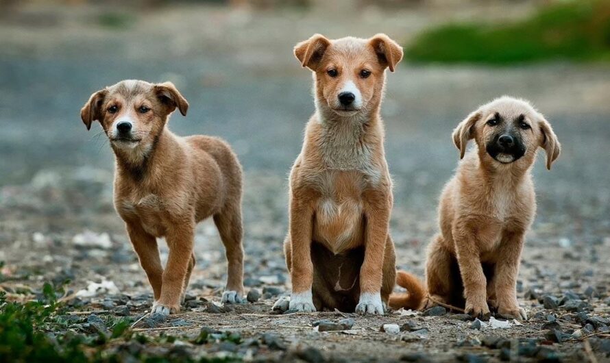 ¡No más maltrato y abandono de animales en España! ¡Exigimos que nuestro Gobierno tome en cuenta la iniciativa de Holanda!