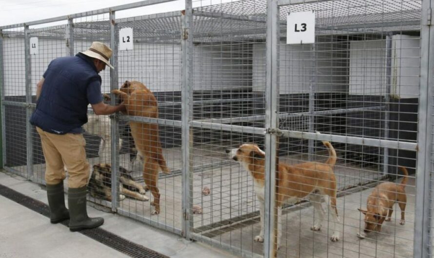 ¡No más perreras en Ciudad Juárez, Chihuahua! ¡Salvemos a los perros callejeros!