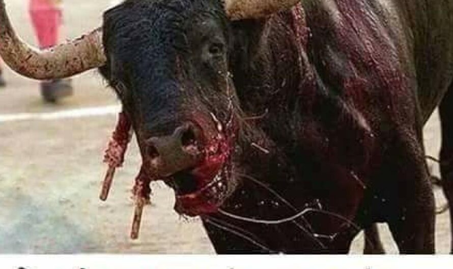 Por el fin de la crueldad: ¡suspendamos las corridas de toros en Colombia!