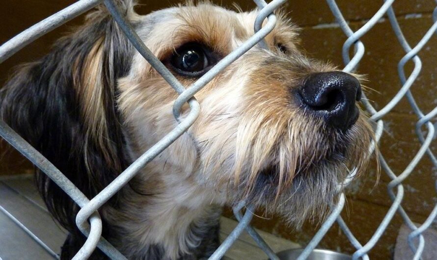 Porque cada voz cuenta en la lucha contra el maltrato animal en nuestro país.