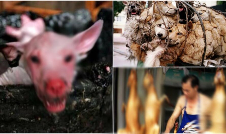 Portugal se une a la lucha para acabar con el festival de carne de perro en Yulin, China: ¡Es hora de poner fin a esta cruel masacre!