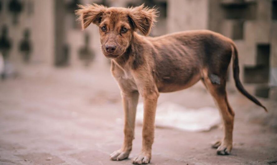 Protegiendo a los animales de la indiferencia: el Gobierno español toma una decisión para acabar con el maltrato animal