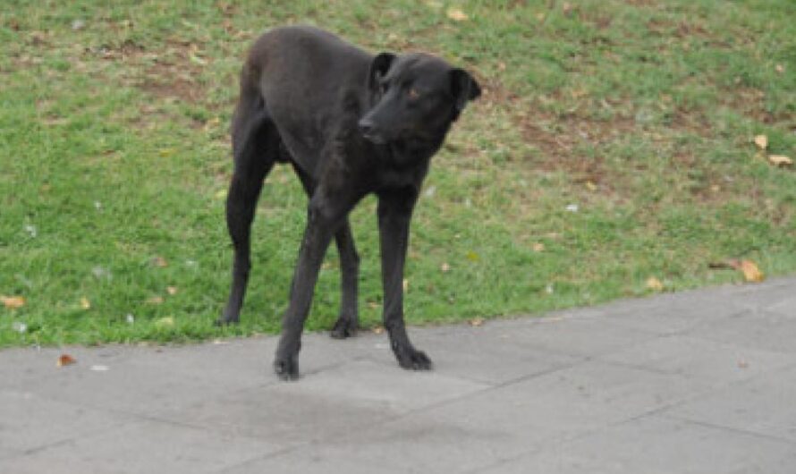 ¡Protejamos a los perros callejeros de Ecuador!