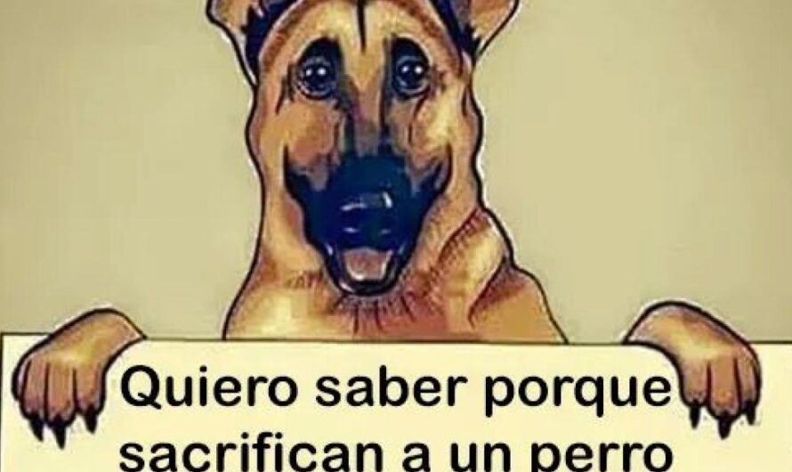 ¡Salvemos a los animales del maltrato en Colombia!