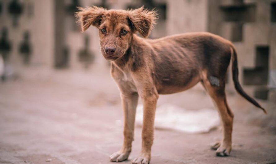 «Un llamado a la solidaridad para salvar a los animales abandonados en Nicaragua».