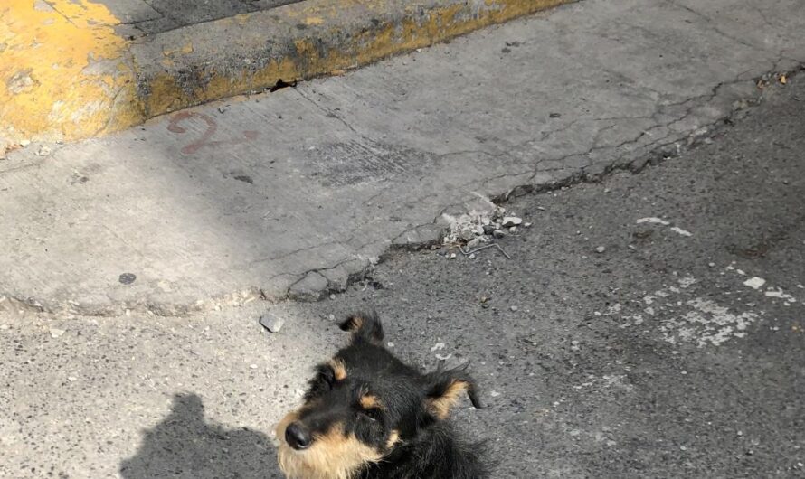 Un paso adelante en la lucha por el bienestar animal: El Hospital Veterinario Municipal de Bahía de Banderas, México