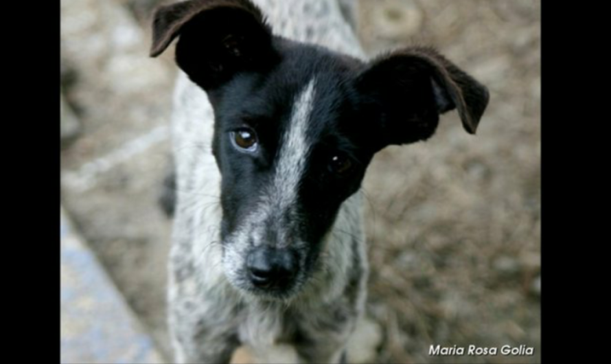 Un paso hacia la justicia animal: Celebramos la aprobación de una nueva Ley contra el maltrato animal en Chile