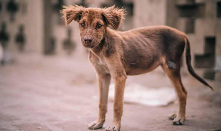 ¡Unidos podemos hacer la diferencia y lograr un cambio positivo para los animales en Colombia!