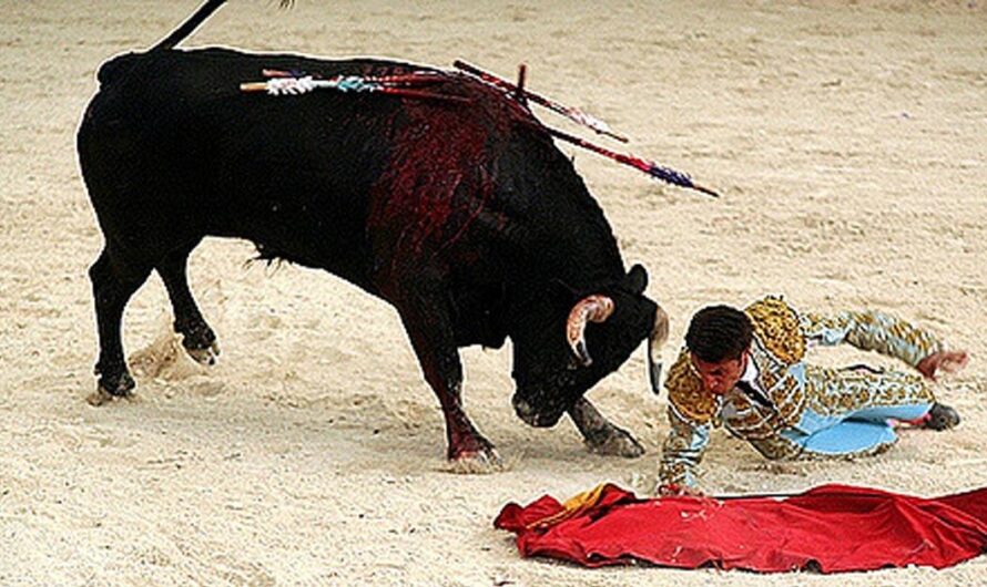 Unidos, podemos lograr un cambio y poner fin a esta cruel práctica en nuestro vecino país.