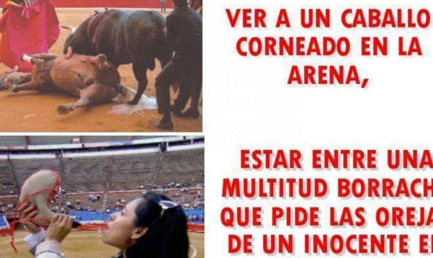 Unidos por la protección animal: ¡No más corridas de toros en Colombia!