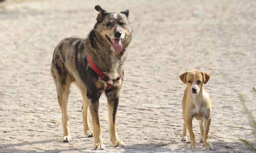 ¡Unidos por los perros callejeros de Brasil!