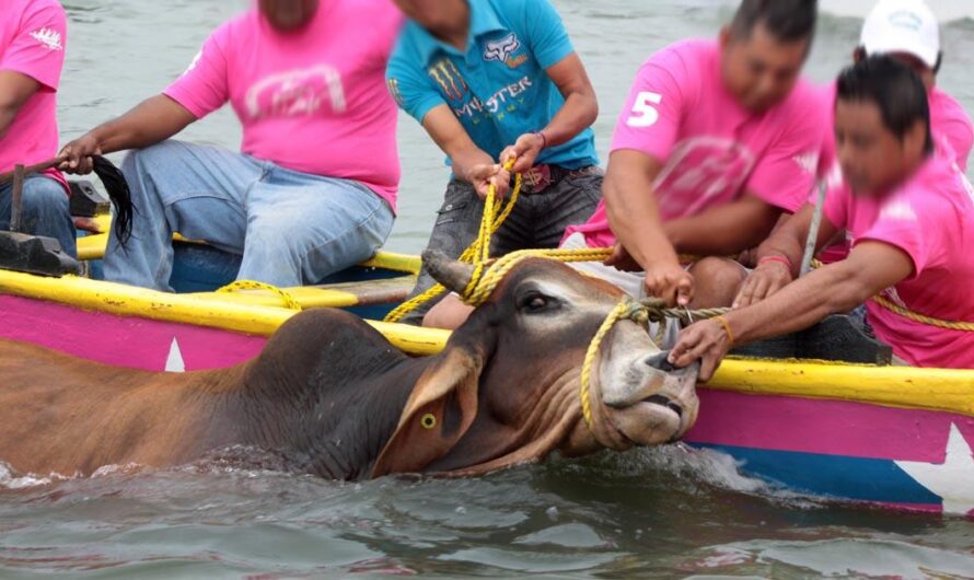 «Unidos por los Toros: Poniendo Fin a la Crueldad Inaceptable».