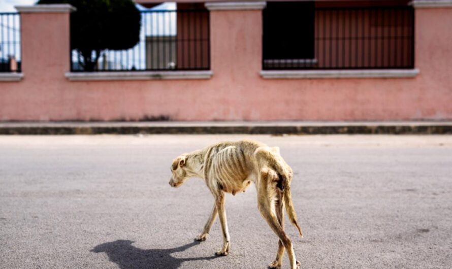 «Uniéndonos para acabar con el Maltrato Animal en Goiânia: Mejorando la Gestión de Animales Abandonados».