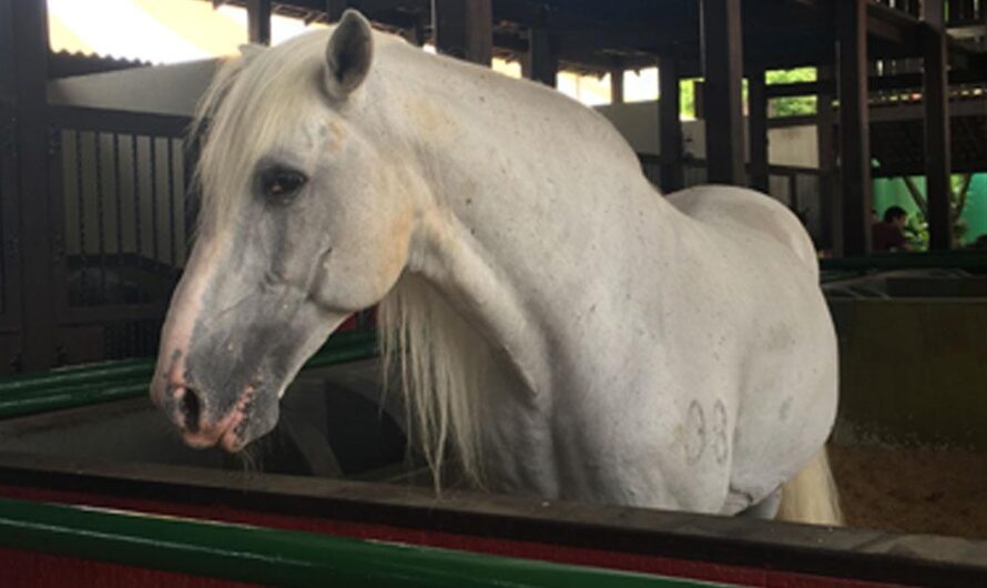 Crueldad en Beto Carrero World: Caballos Víctimas del Encierro y Trabajo Forzado