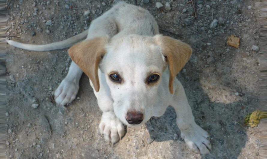 El Abandono y Maltrato Animal en Colombia