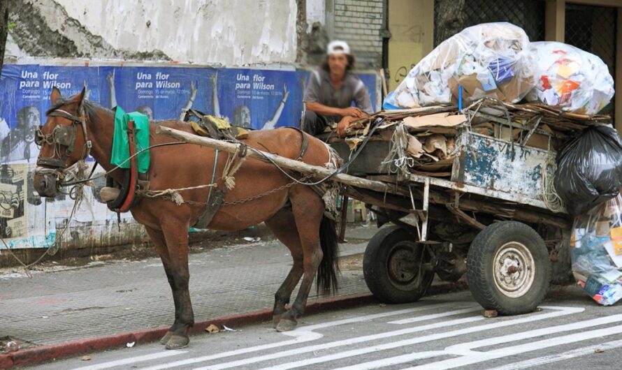 Caballos Esclavizados: El Injusto Trabajo Forzado en las Calles de Tucumán