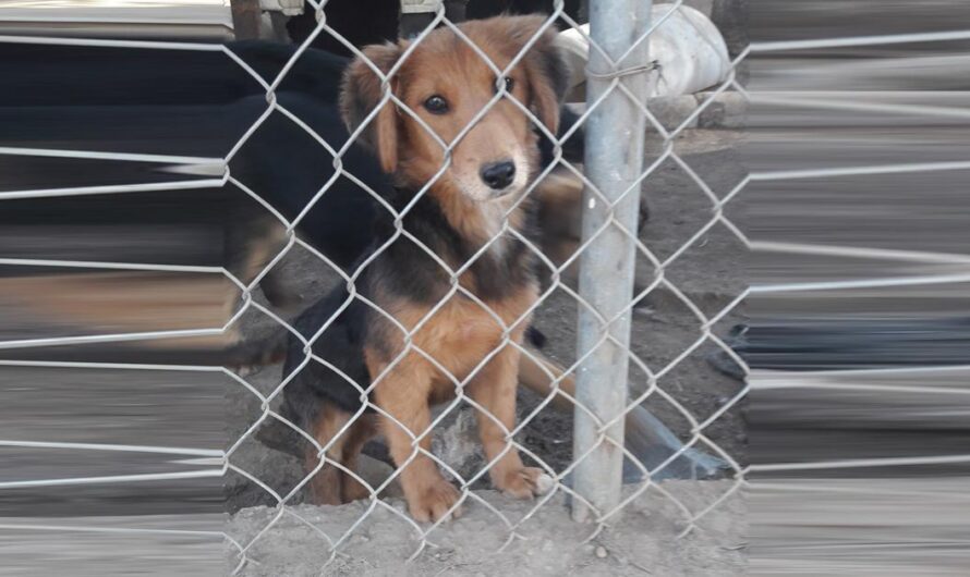 Emergencia en Ciudad Guzmán: Perros del Centro de Salud Animal en Grave Estado por Maltrato