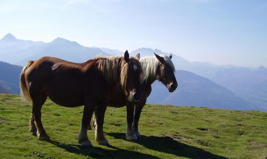 Alerta en Francia: La Crueldad Animal Exige Acción Inmediata y Penas Más Severas