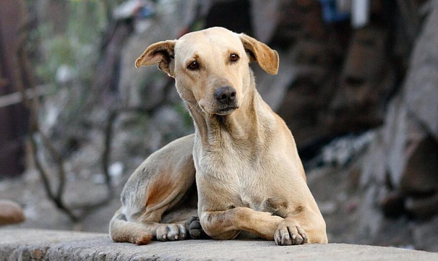 Un hogar para los perros abandonados en la ciudad de Bogotá