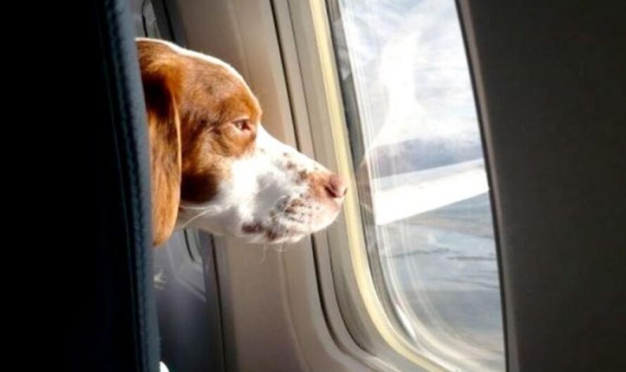 Petición en Estados Unidos Busca Permitir el Viaje de Mascotas Grandes en la Cabina de Pasajeros: Una Lucha por el Bienestar Animal