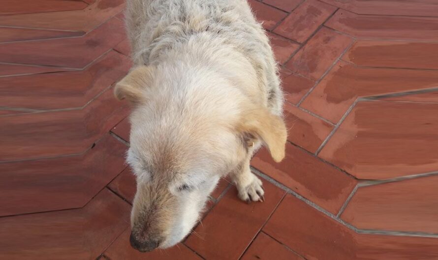 Luchemos contra el abandono de los perros de caza