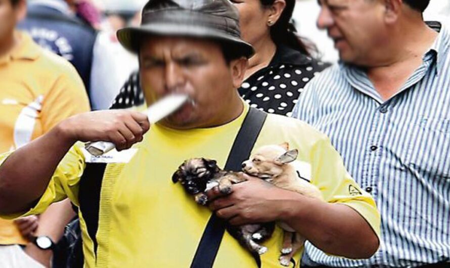 Cruda realidad en Perú: Denuncias de maltrato animal en la venta de mascotas persisten a pesar de la existencia de leyes