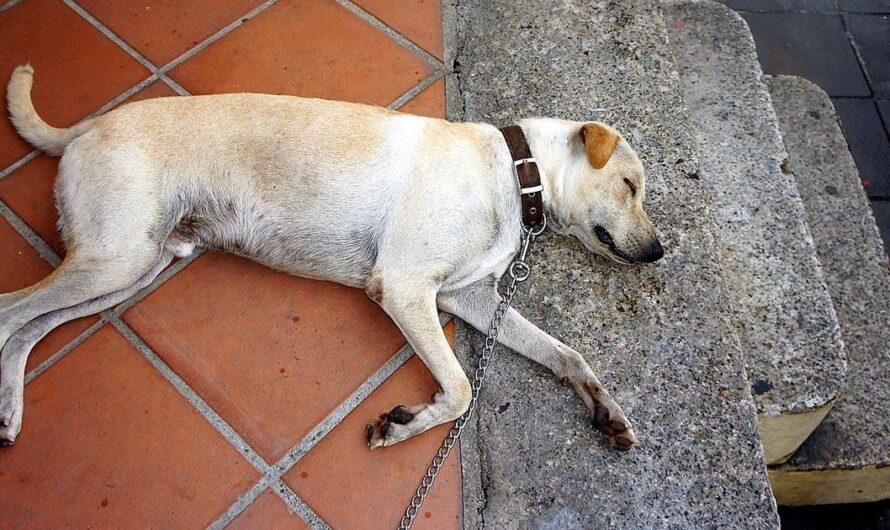 Urgencia en San Bernardino, Texcoco: Envenenamiento Masivo de Mascotas Pone en Riesgo la Comunidad