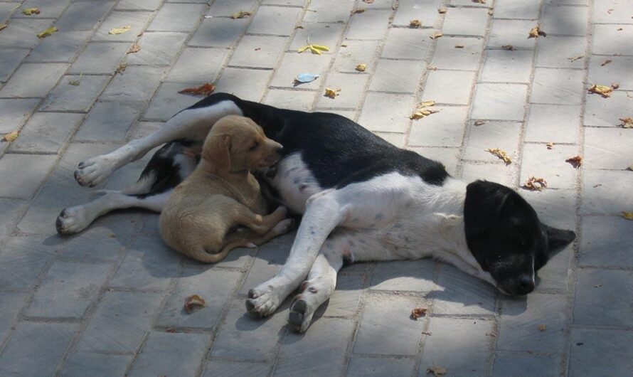 Petición Urgente en Puerto Rico: Control y Educación para Detener la Sobrepoblación de Perros y Gatos en las Calles